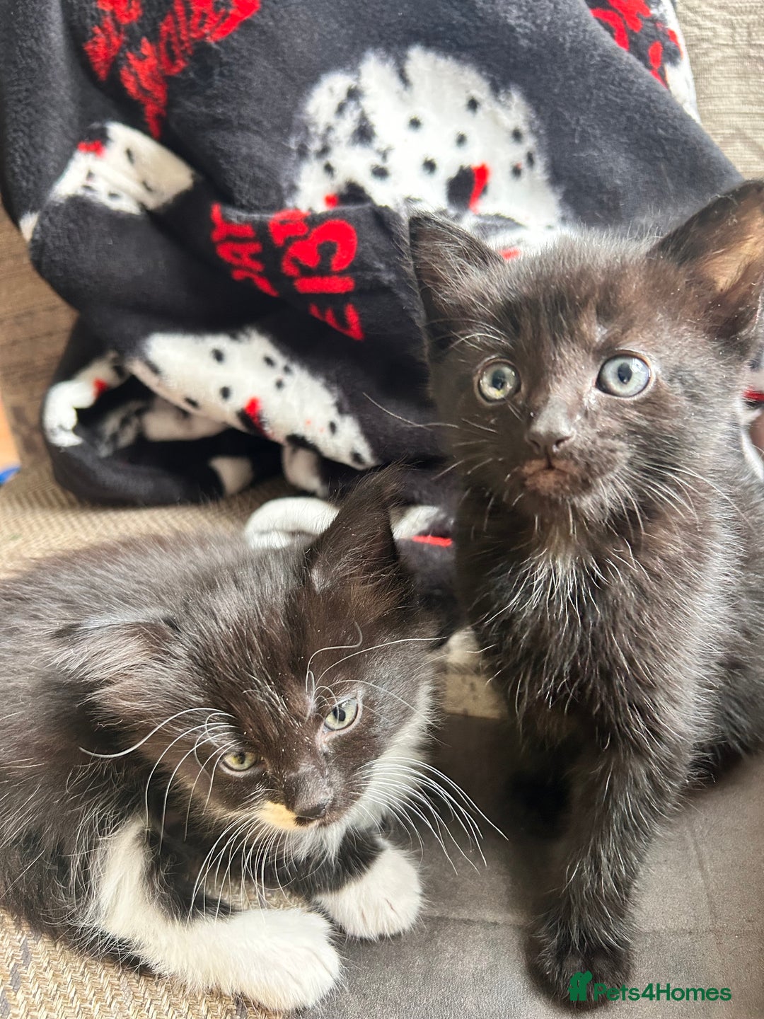 Mixed Breed cats for sale: For sale - Image 3