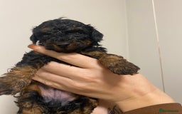 Toy Poodle dogs for sale: 5 toy poodles unique markings  - Image 6