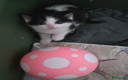 Mixed Breed cats for sale: Pretty black and white fluffy kittens - Image 2
