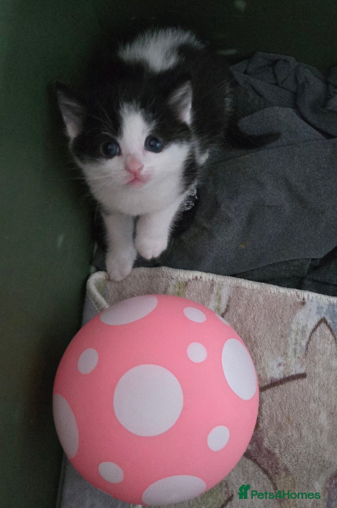 Mixed Breed cats for sale: Pretty black and white fluffy kittens - Image 2