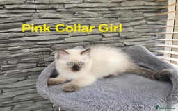 Ragdoll cats for sale: Beautiful ragdoll kittens - Image 15