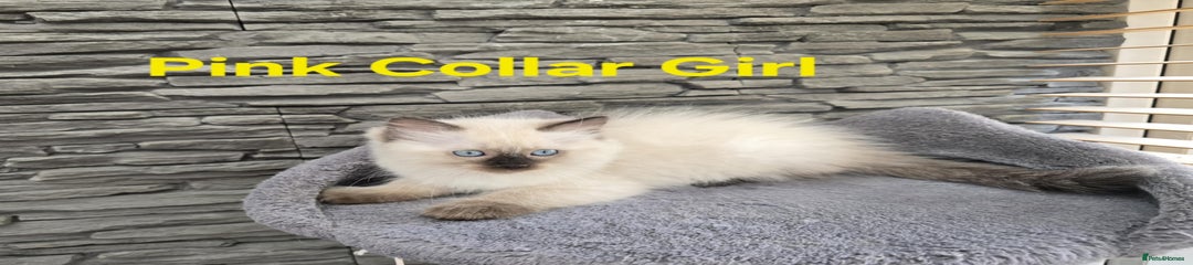 Ragdoll Kitten 4
