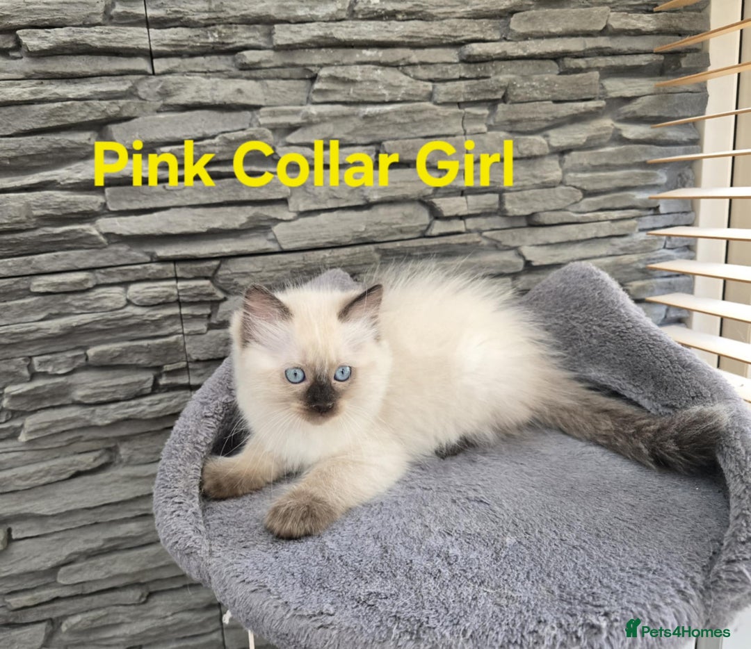 Ragdoll cats for sale: Beautiful ragdoll kittens - Image 15