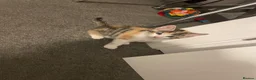 Mixed Breed cats for sale: Beautiful mixed American Kittens  - Advert 18