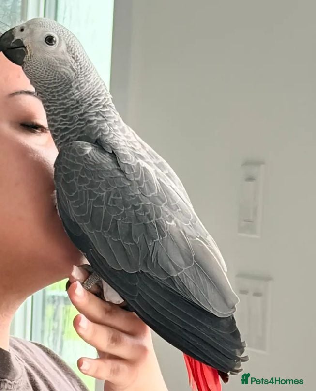 Parrots birds Well-Socialized African Grey Babies Available - Advert 6