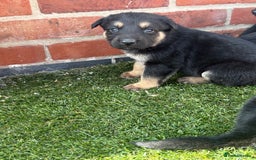 German Shepherd dogs for sale: German shepherd puppies  - Image 3