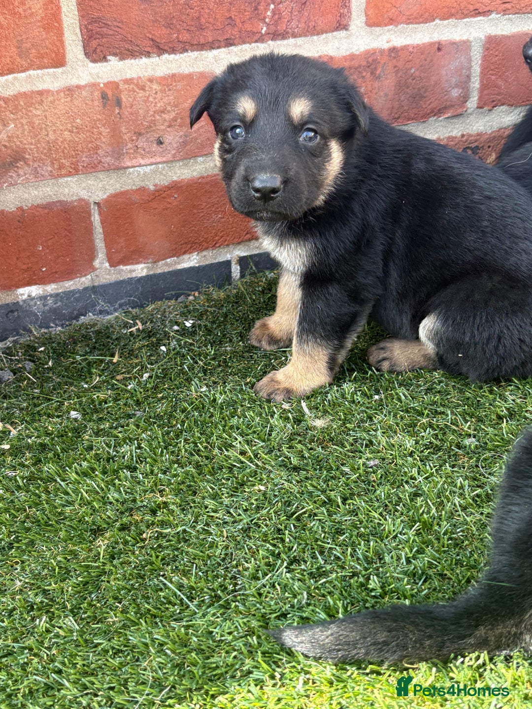 German Shepherd dogs for sale: German shepherd puppies  - Image 3