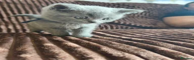 Scottish Fold 1