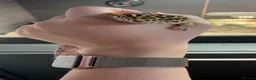 Leopard Gecko reptiles for sale: Leopard Gecko with Complete Vivarium & Accessories - Advert 4
