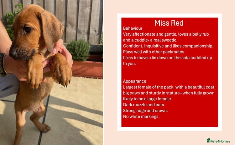 Rhodesian Ridgeback dogs in Scunthorpe - Advert 1