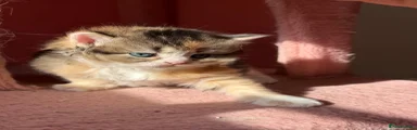British Longhair Kitten 6