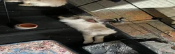 Lionhead rabbits for sale: Lionhead/giant lop rabbit in Mexborough - Advert 2