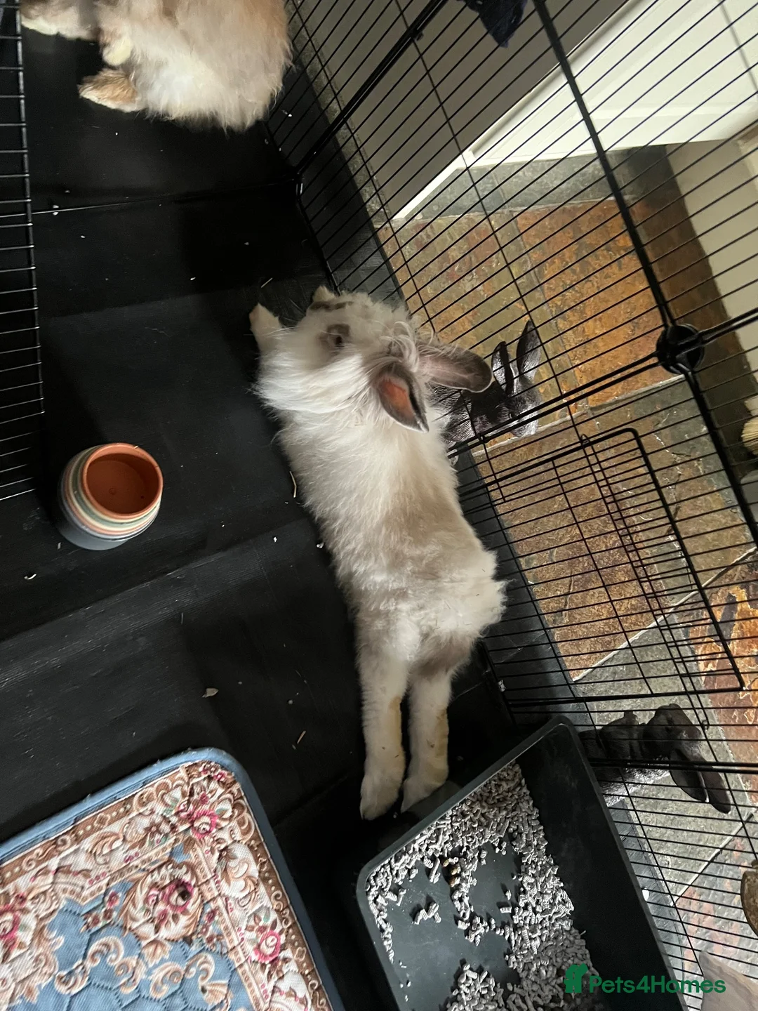 Lionhead rabbits for sale: Lionhead/giant lop rabbit in Mexborough - Advert 2