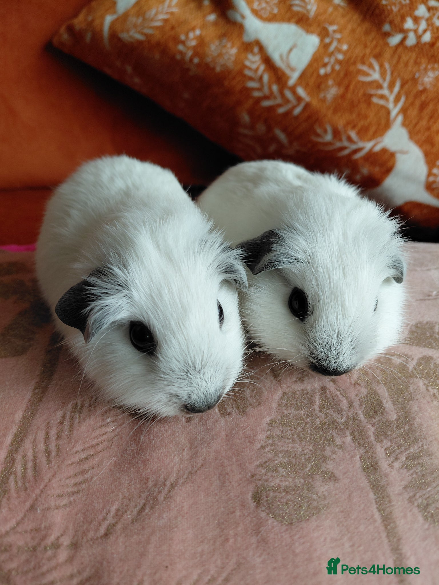 Guinea Pig rodents Pure breed guinea pigs  - Advert 18