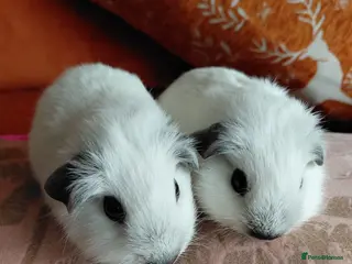 Guinea Pig rodents Pure breed guinea pigs - Advert 18