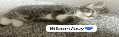 British Shorthair Kitten 1