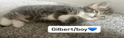 British Shorthair cats for sale: Shorthair beautiful kittens  in Diss - Advert 3