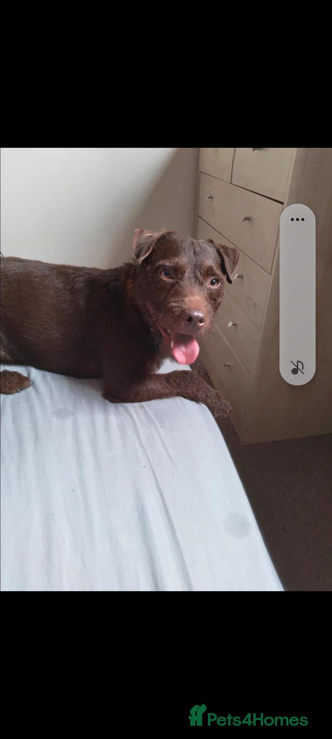 Patterdale Terrier dogs Vinnie up for stud proven - Advert 5