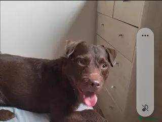 Patterdale Terrier dogs Vinnie up for stud proven - Advert 5