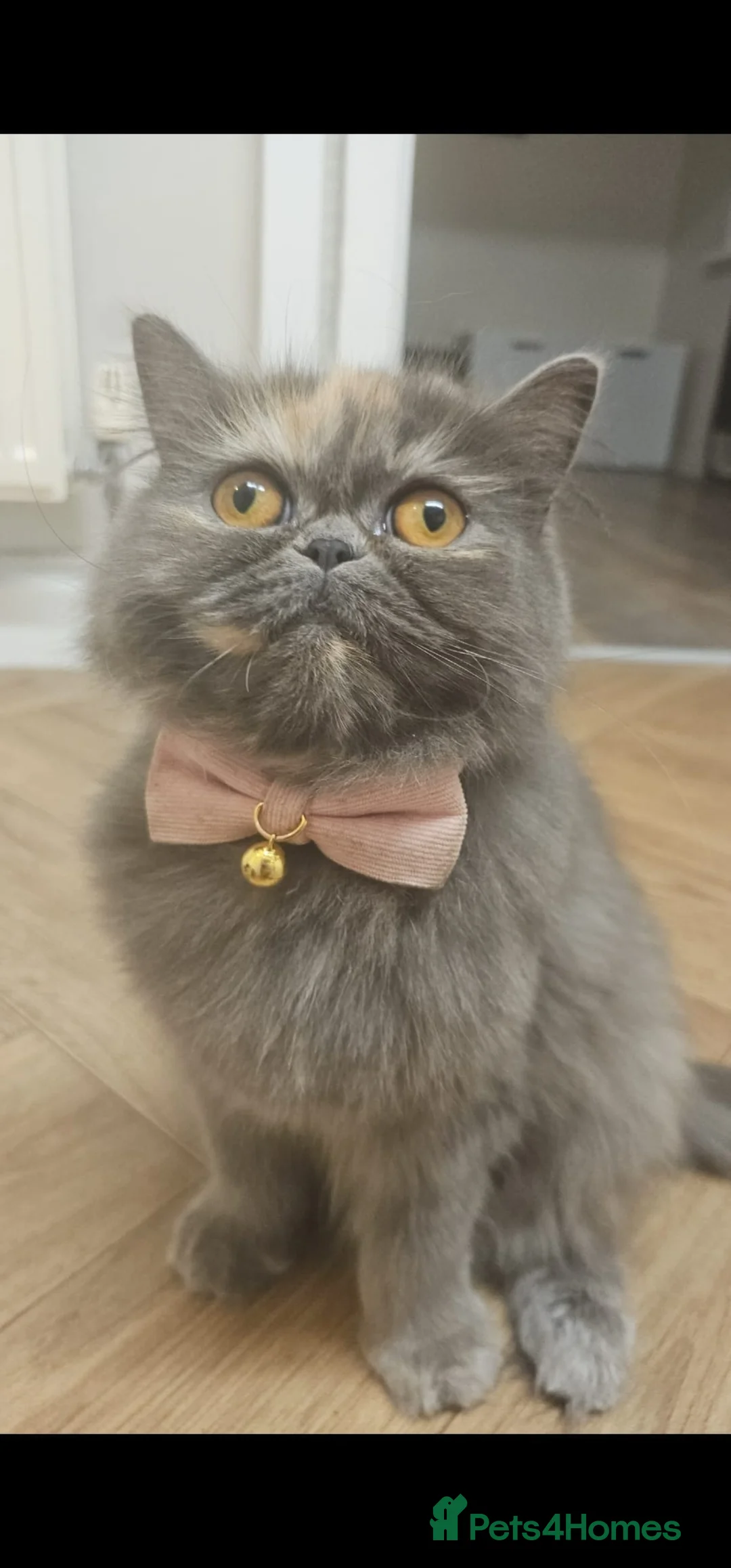 Persian cats for sale: Persian kittens for reserve🖤 - Advert 2