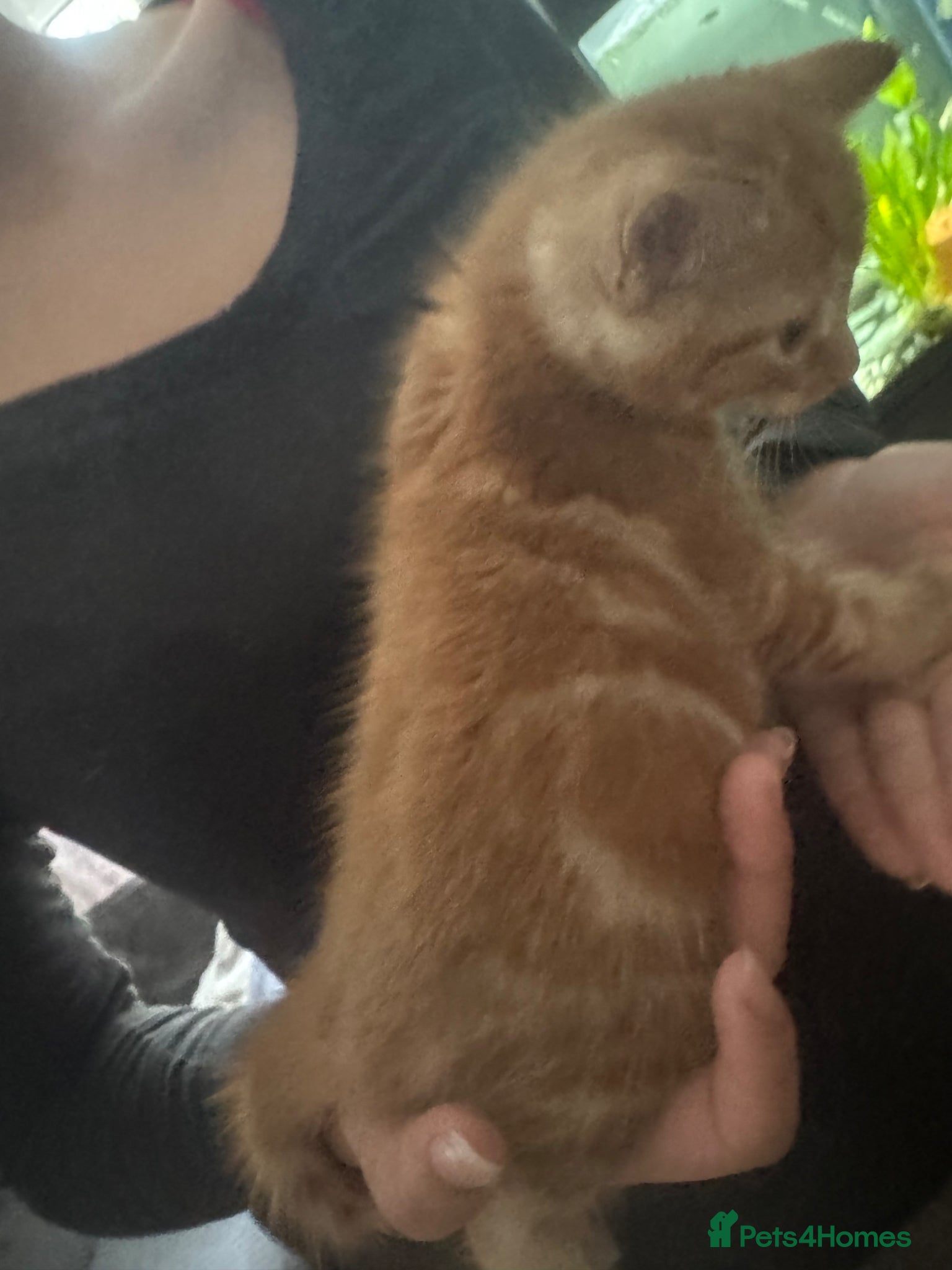 Domestic Shorthair cats for sale: Beautiful kittens - Advert 15