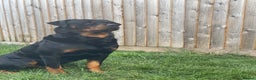 Rottweiler dogs for stud: Proven Rottweiler Available For Stud in Portland - Advert 5