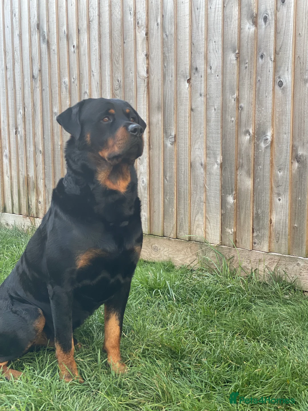 Rottweiler dogs for stud: Proven Rottweiler Available For Stud in Portland - Advert 5