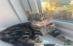 American Shorthair cats for sale: Daisy - Image 1