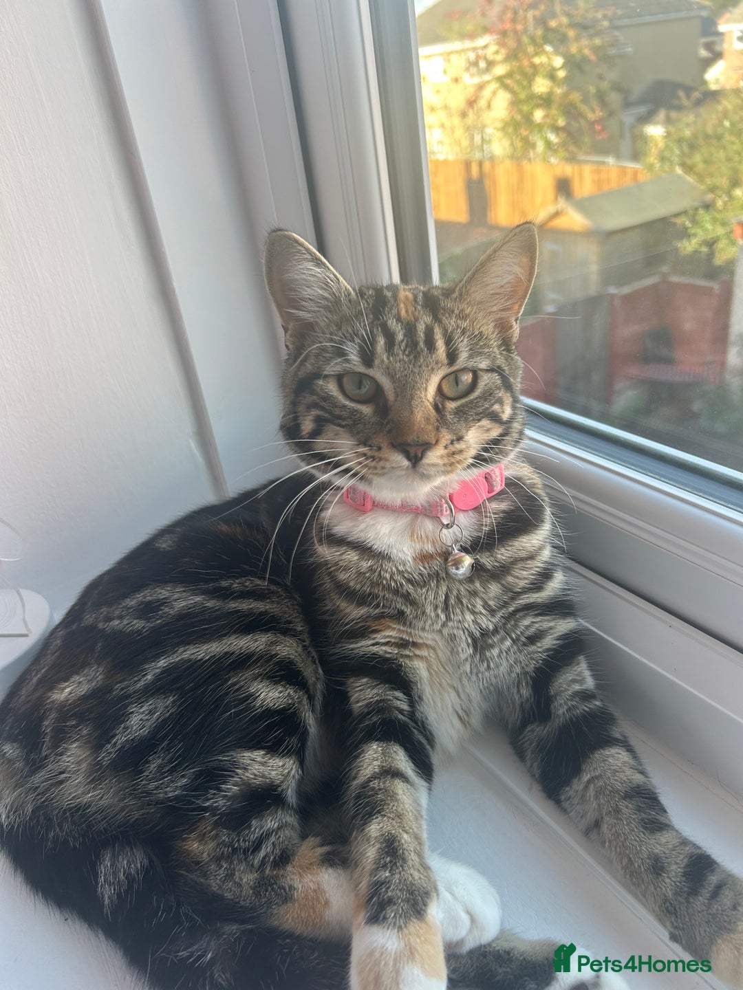 American Shorthair cats for sale: Daisy - Image 1