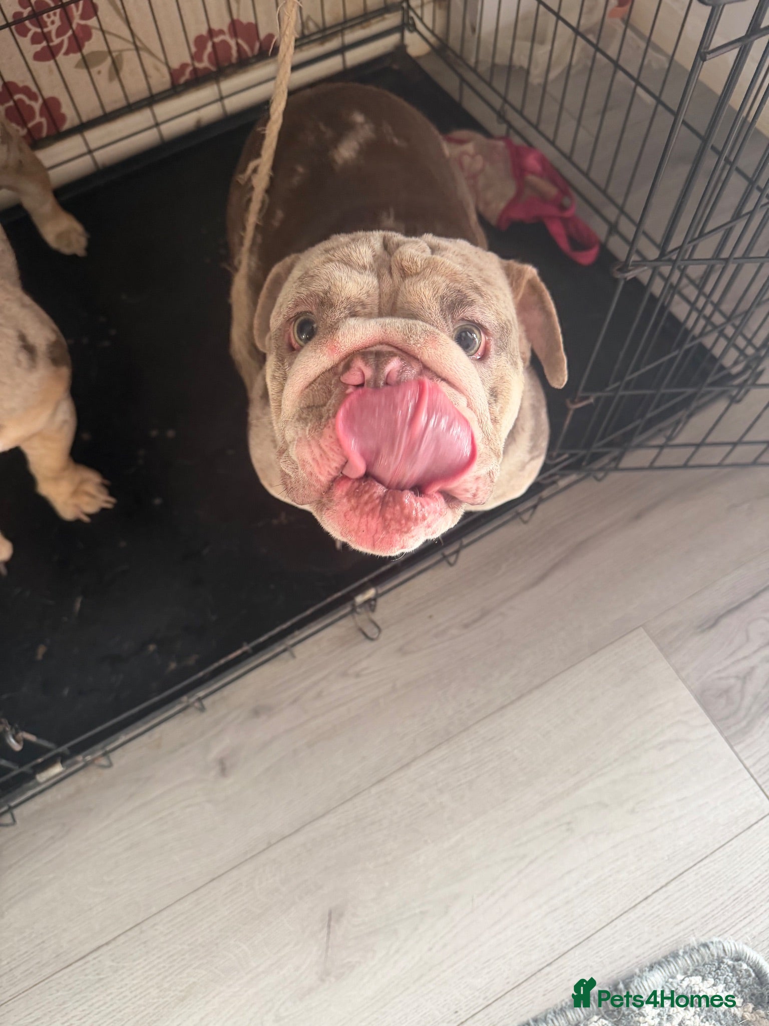 English Bulldog dogs Female English bulldog.  - Advert 3