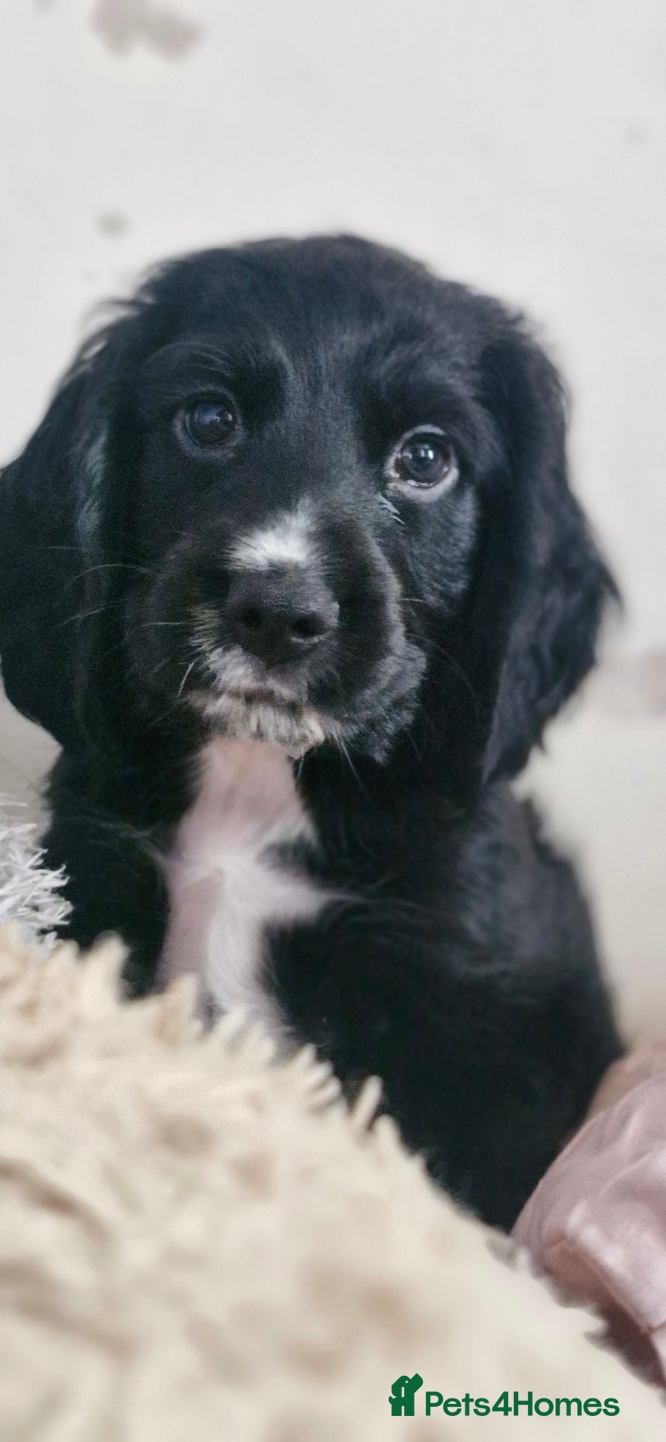 Cocker Spaniel dogs 2 gorgeous kc reg pups left - Advert 2