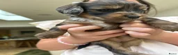 Cockapoo dogs for sale: Chocolate &Blue Merle, Tricolour & black cockapoos in Carlisle - Advert 15