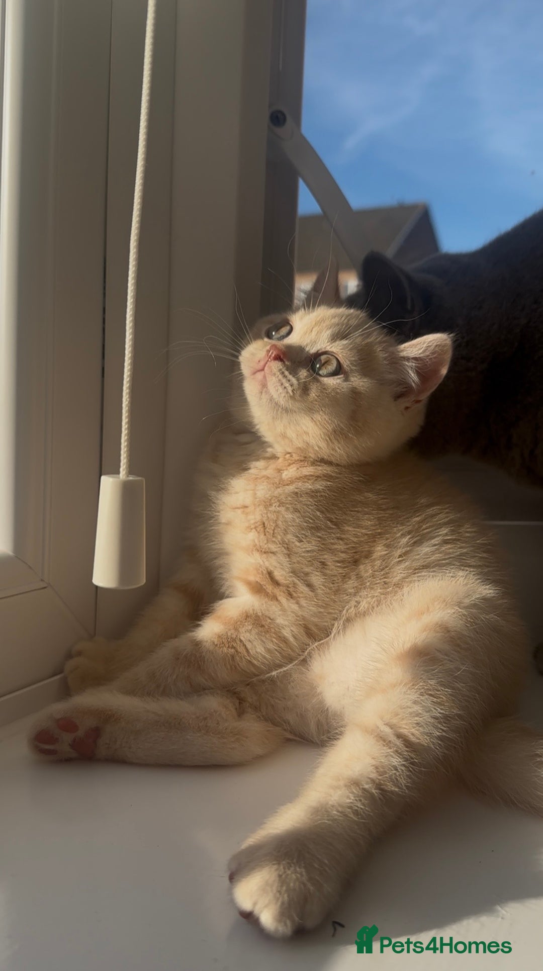 British Shorthair cats for sale: Cream British Shorthair Boy - Advert 2