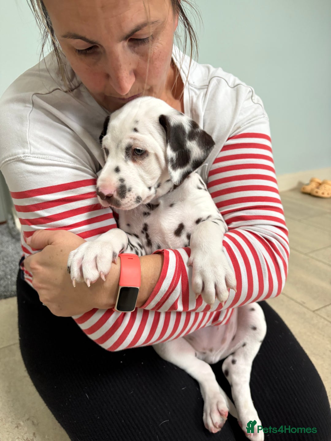 Dalmatian dogs for sale: Our gorgeous Liver boy  - Image 11