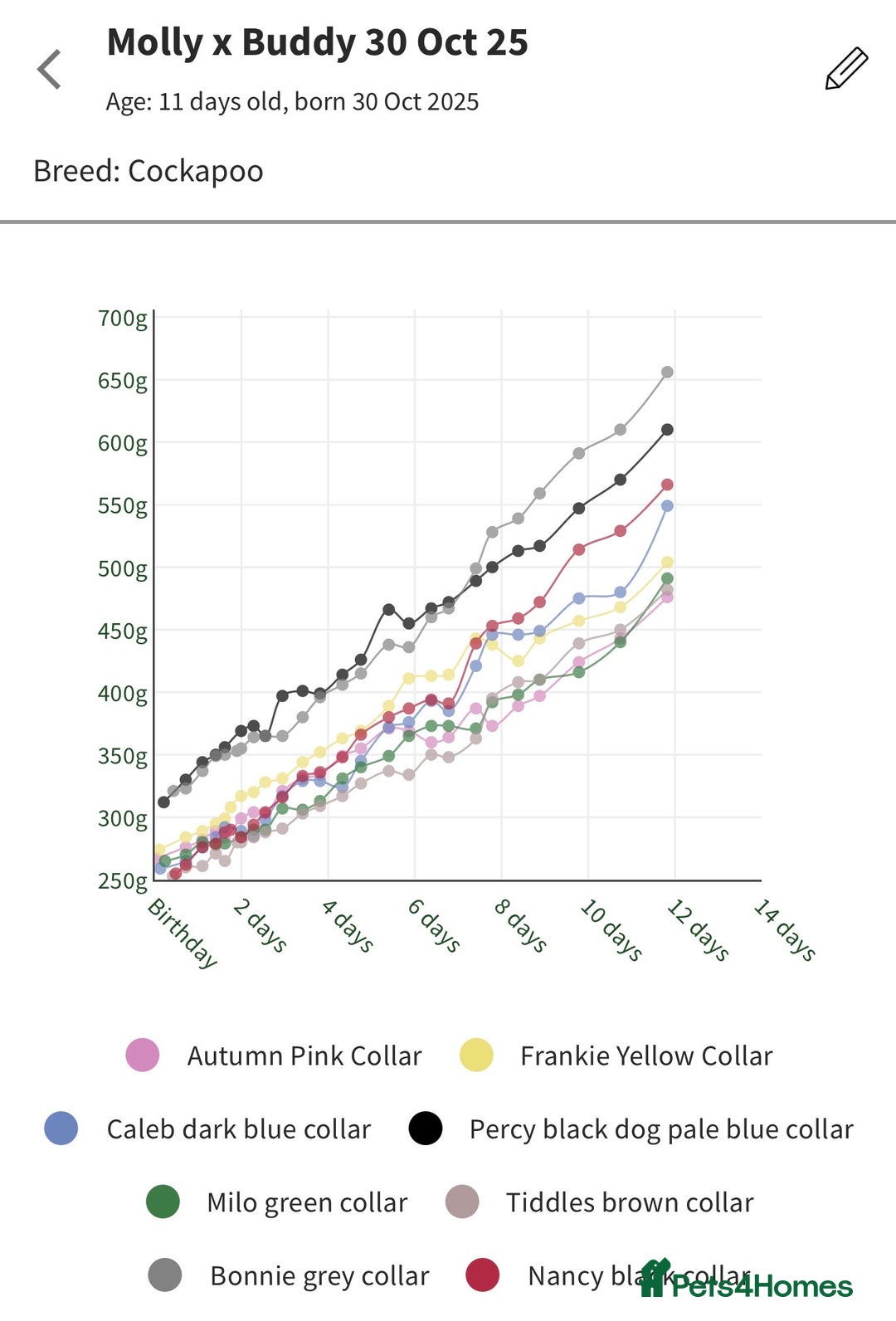 Cockapoo dogs for sale: Beautiful F2b Cockapoo Pups 1F roan available - Advert 7
