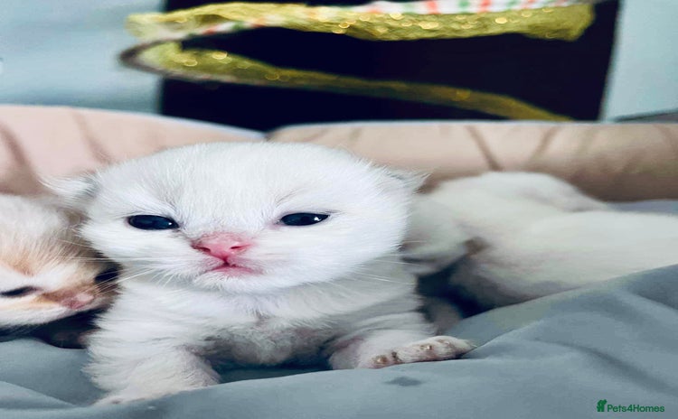 British Longhair cats - Advert 15