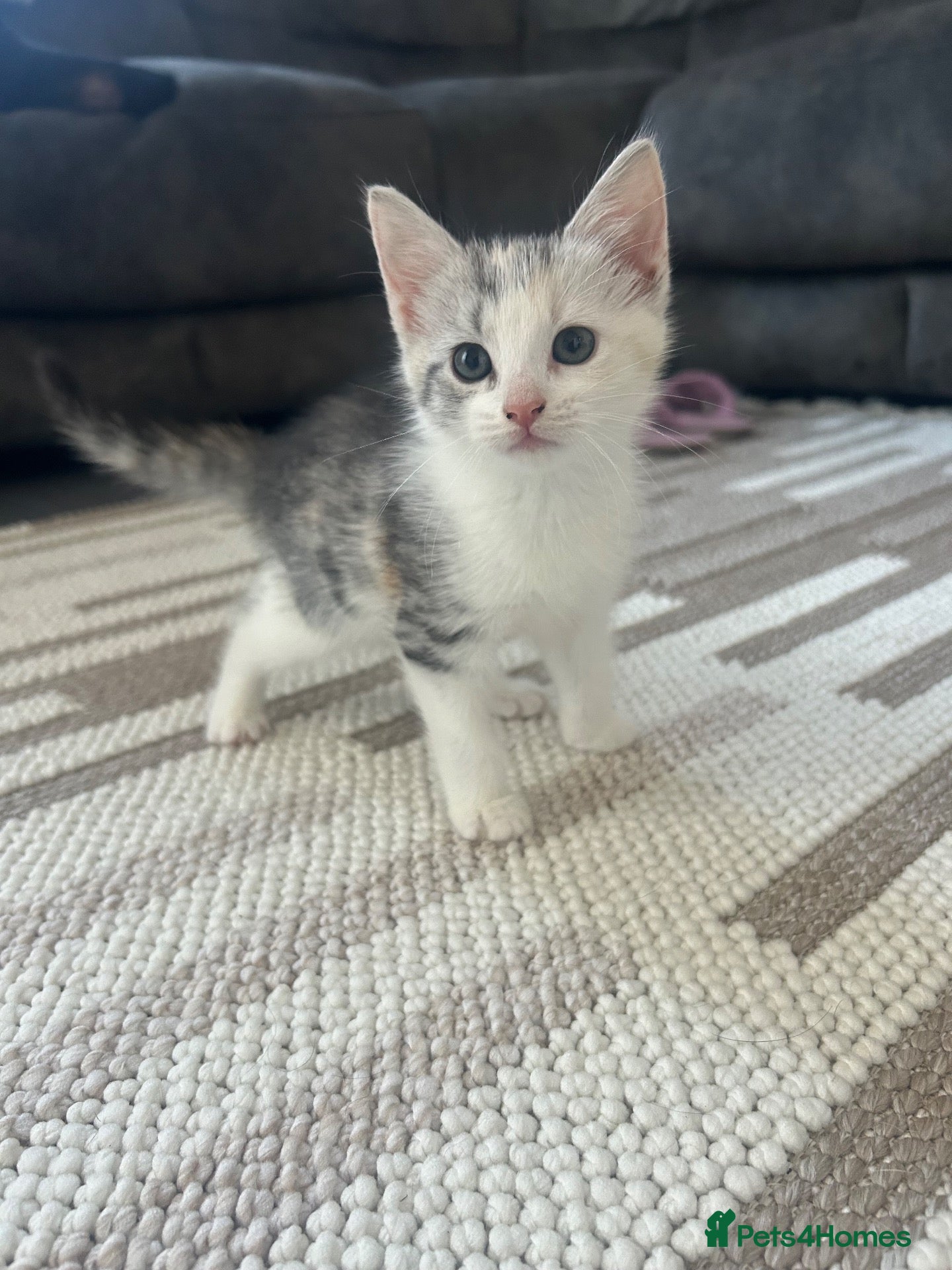 Mixed Breed cats Beautiful Mixed breed kittens for sale - Advert 2