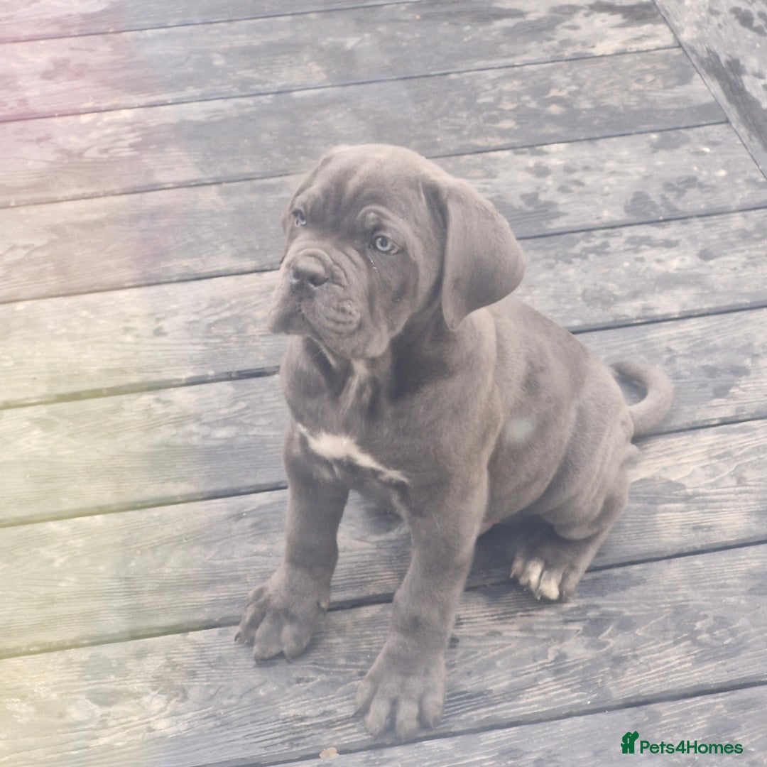 Cane Corso dogs for sale: EXCEPTIONAL PEDIGREE CANE CORSO PUPPIES - Advert 6
