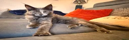 Maine Coon cats for sale: Last Beautiful Maine Coon Girl ready now - Advert 1