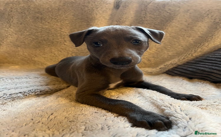 Whippet dogs - Advert 1