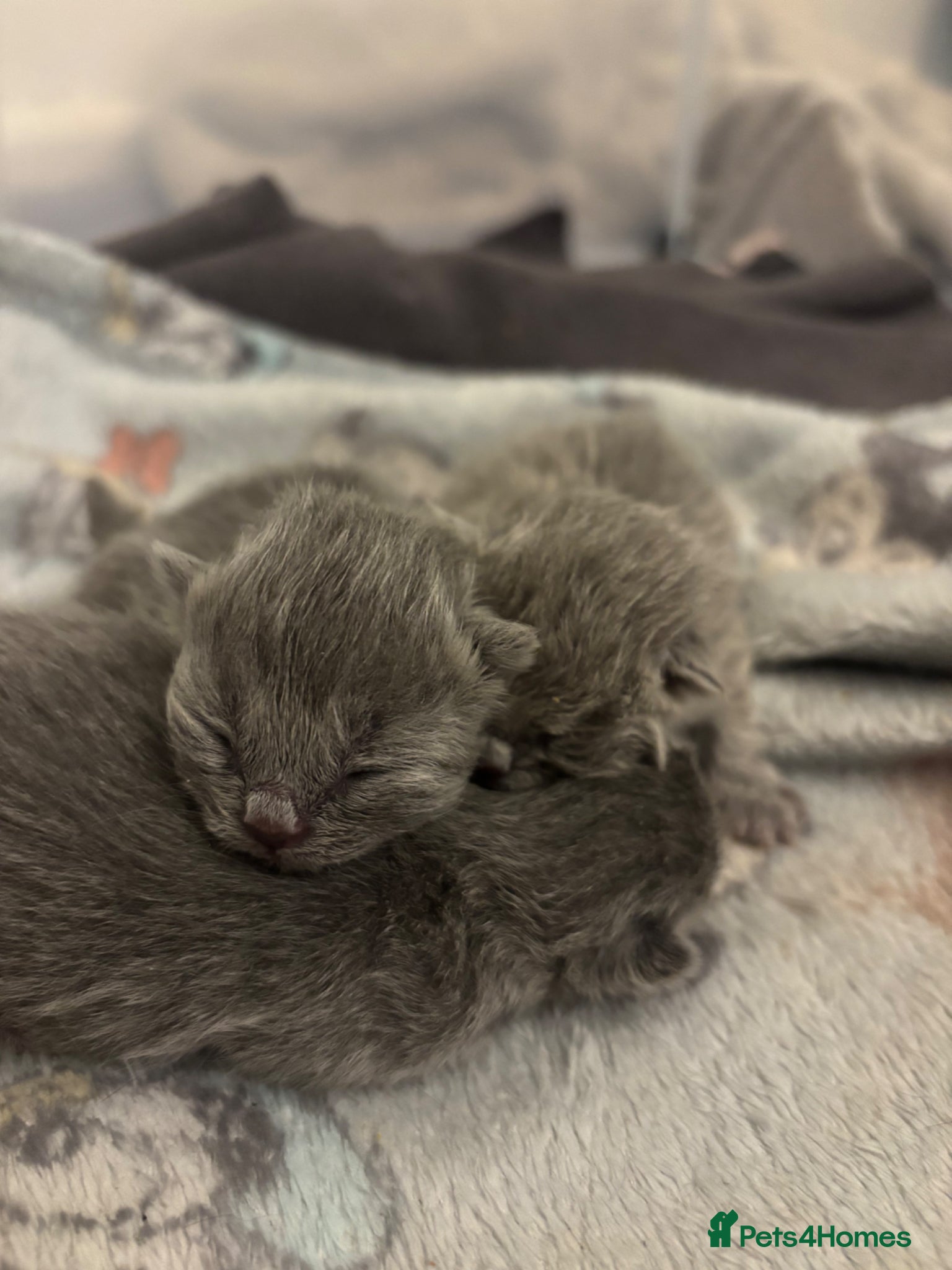 British Shorthair cats 🏆Exceptional Champion Line BSH Kittens🏆  - Advert 3