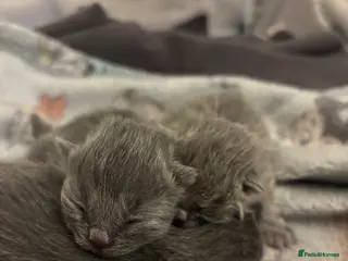 British Shorthair cats 🏆Exceptional Champion Line BSH Kittens🏆 - Advert 3