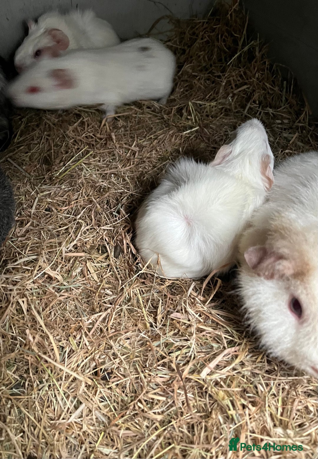 Guinea Pig rodents for sale: Two baby boar guinea pigs - Advert 3