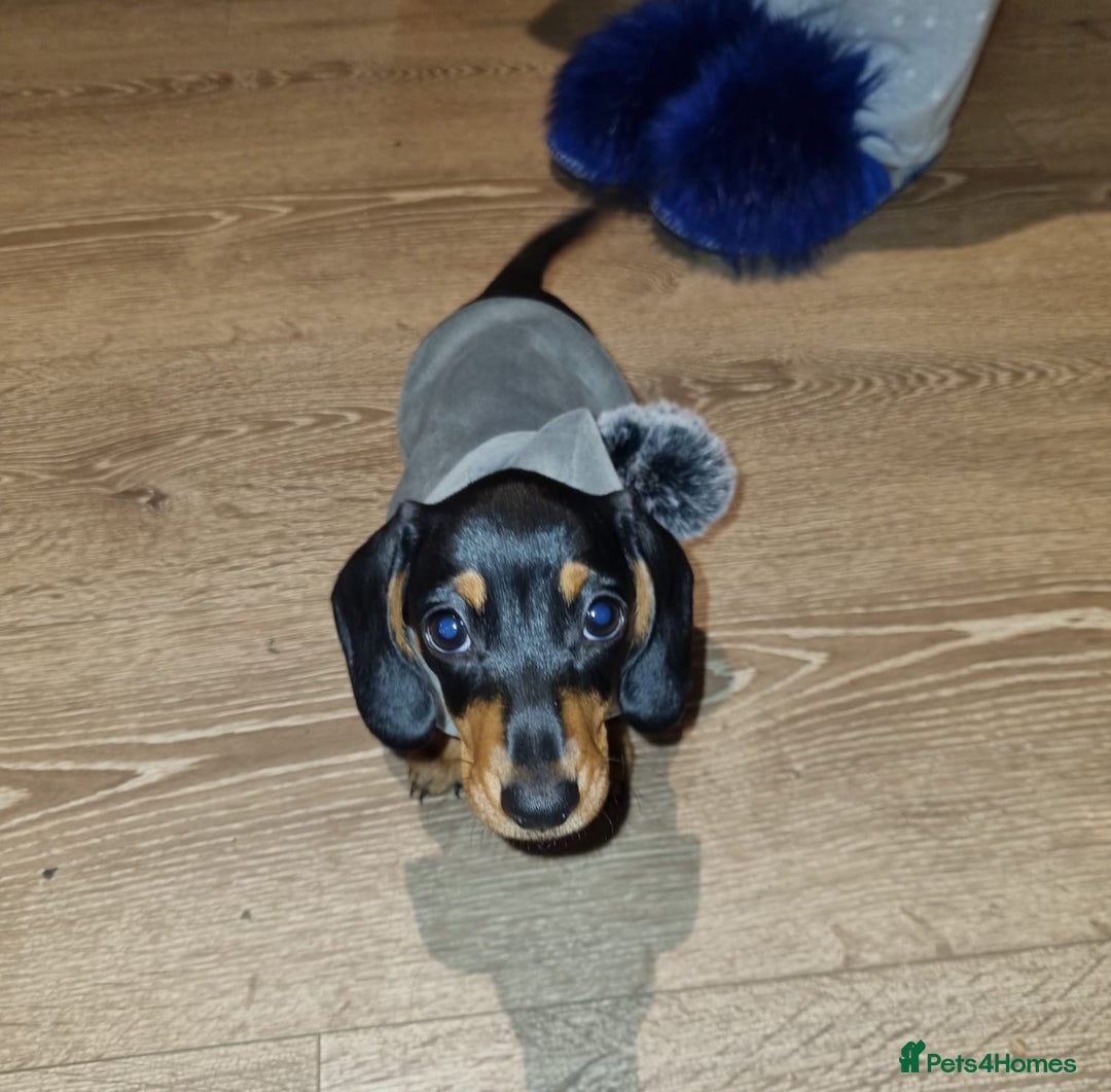 Miniature Dachshund dogs for sale: Our Little Dachshund Family - Advert 4