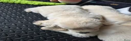 Golden Retriever dogs for sale: 3 Gorgeous KC Registered Golden Retriever  - Advert 5