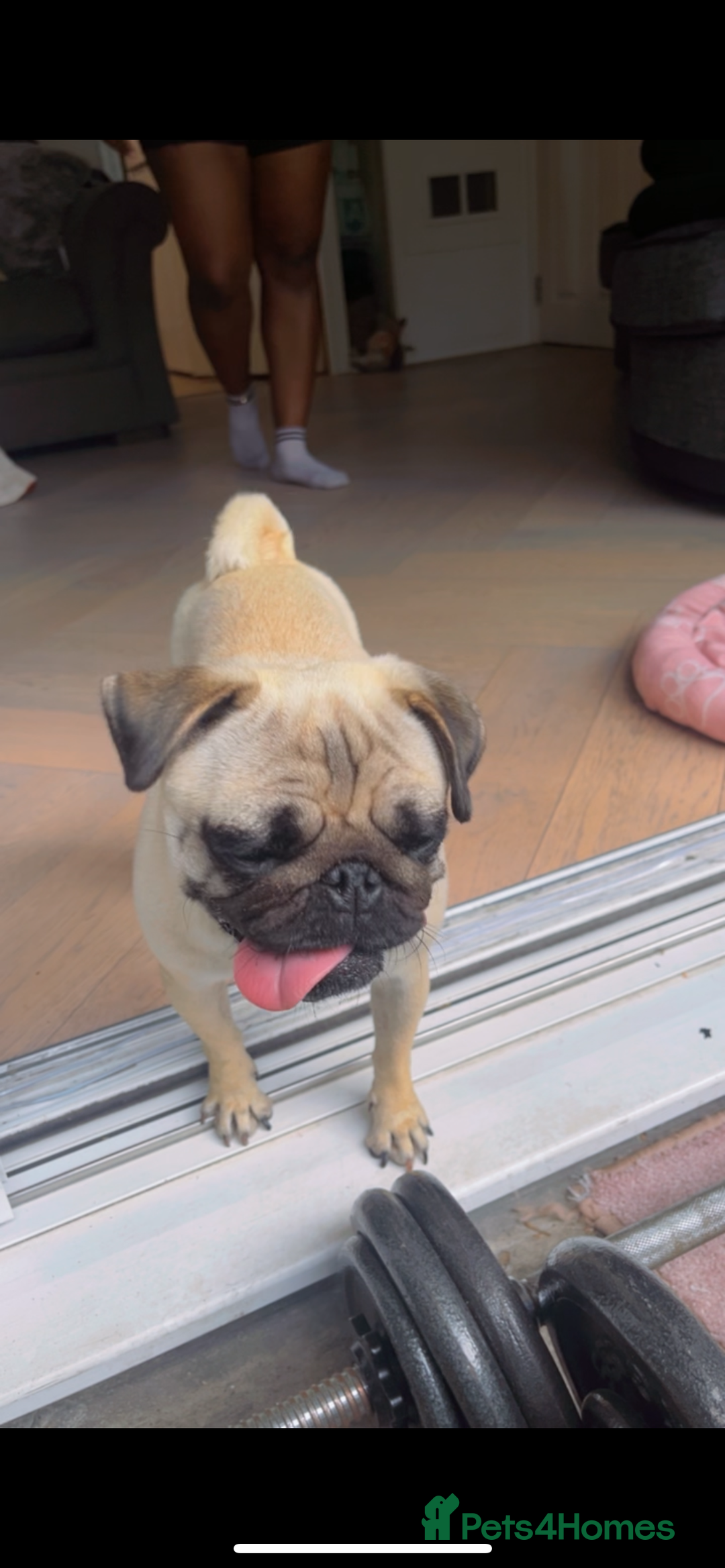 Pug dogs for sale: Beautiful pug - Advert 12