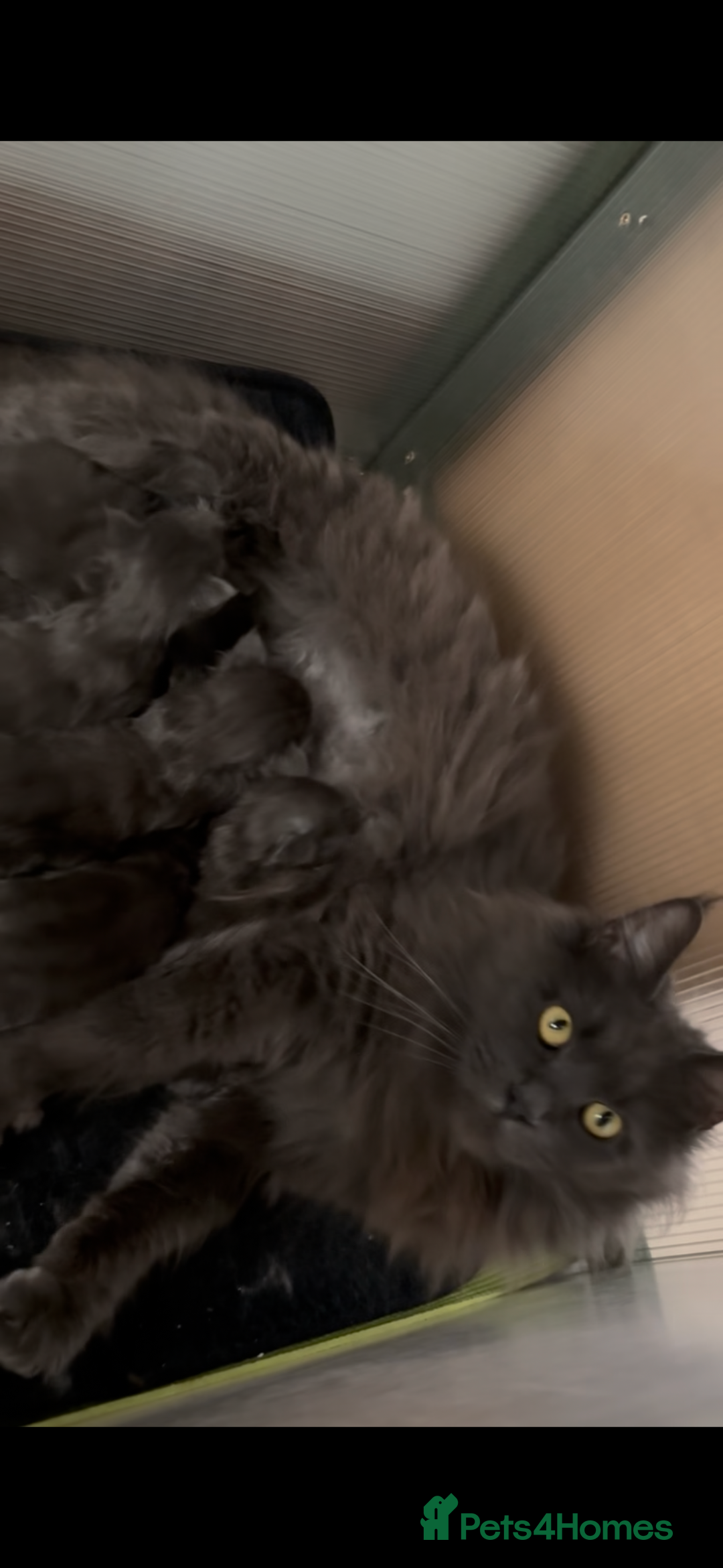 Maine Coon cats for sale: Beautiful Maine coon kittens - Image 32