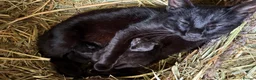 Mixed Breed cats for sale: Perfect farm cats in Peterborough - Advert 2