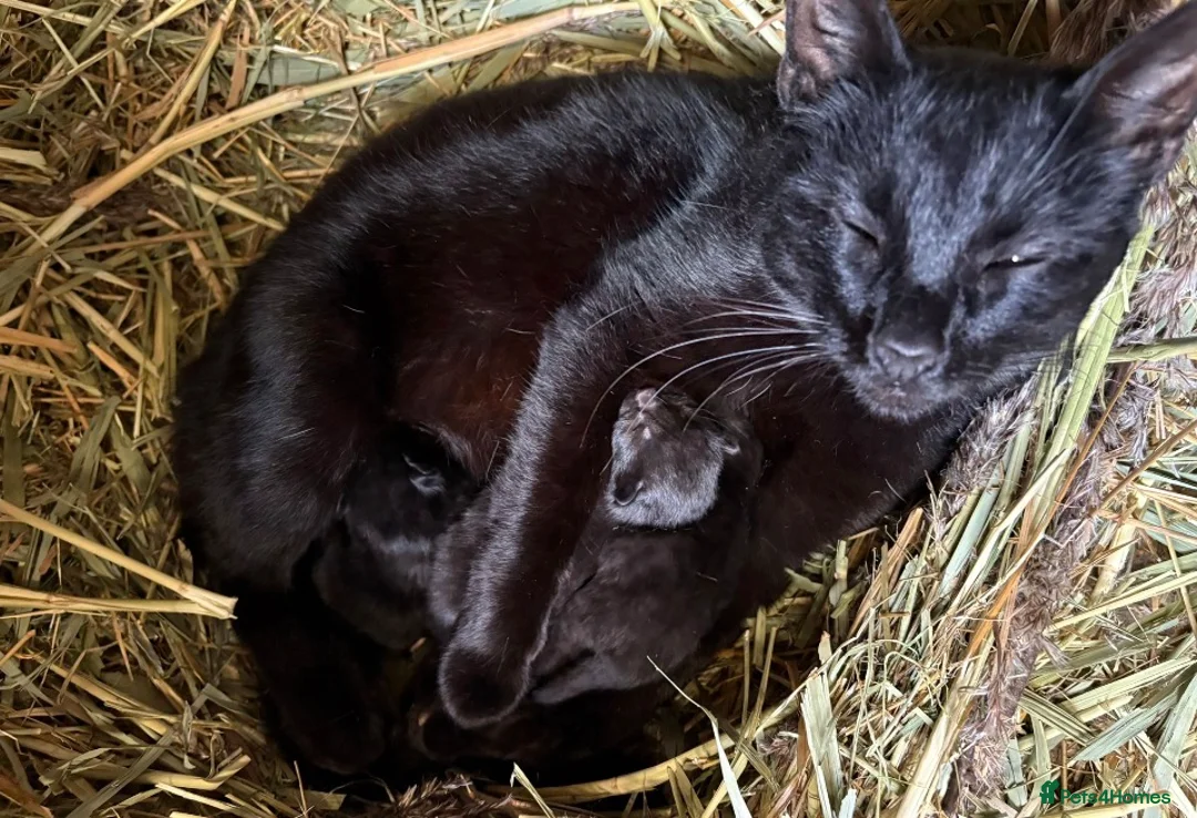 Mixed Breed cats for sale: Perfect farm cats in Peterborough - Advert 2