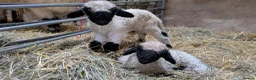 Sheep livestock for sale: Swiss Valais cuddly sheep in Lymington - Advert 2